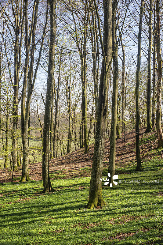 瑞典斯科讷省菲莱达伦春季山毛榉森林图片素材