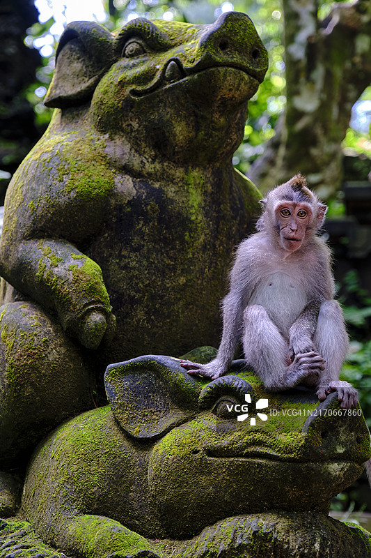 印度尼西亚巴厘岛乌布城镇的猴子森林猕猴图片素材