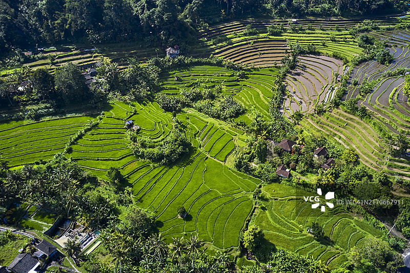 印度尼西亚巴厘岛阿姆拉普拉，蒂尔塔冈加水稻梯田鸟瞰图片素材
