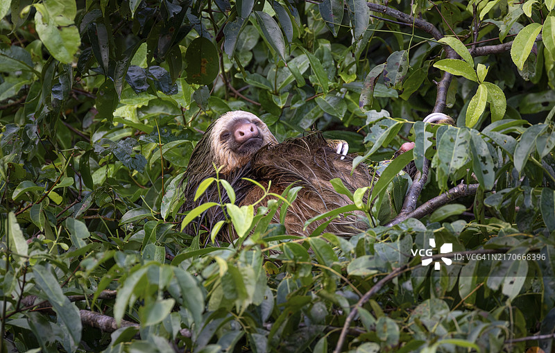 科斯达黎加中部美洲托尔图格罗国家公园树枝上睡觉的二趾树懒图片素材
