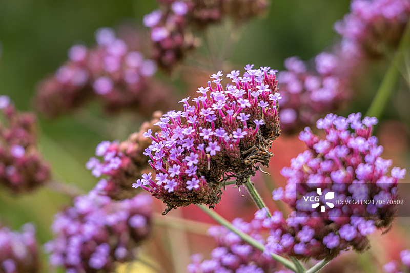 马鞭草图片素材