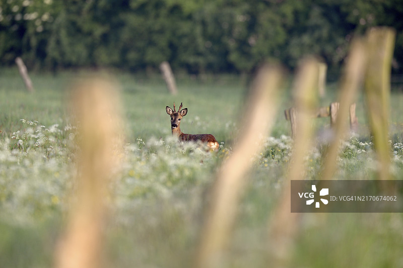 欧洲小狍站在德国北莱茵-威斯特法伦州下莱茵地区的白色花草甸的栅栏后图片素材