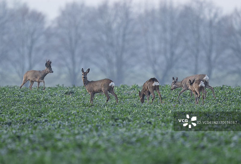 欧洲狍（Capreolus capreolus），一群在田野里跳跃的野生动物，德国图林根图片素材