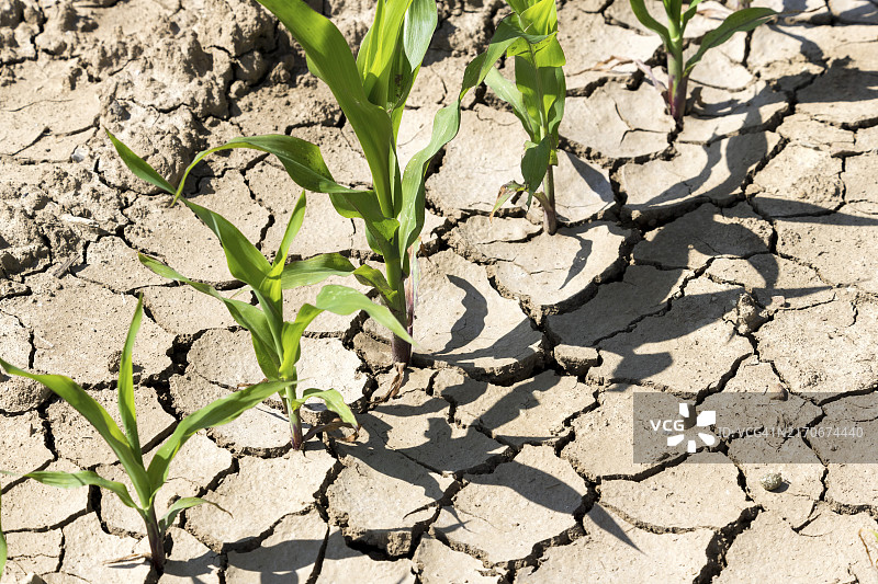 气候变化和全球变暖的象征性图像，玉米干旱图片素材