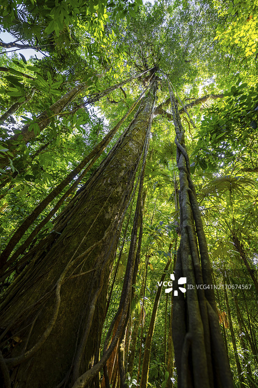 热带雨林中的茂密植被:绞杀榕的根,向上看,科尔科瓦多国家公园,蓬塔雷纳省,哥斯达黎加,中美洲图片素材