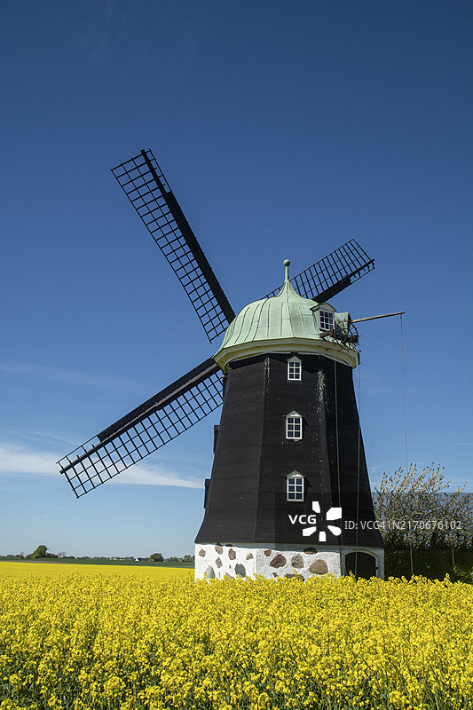 瑞典油菜花田中的风车与蓝天图片素材