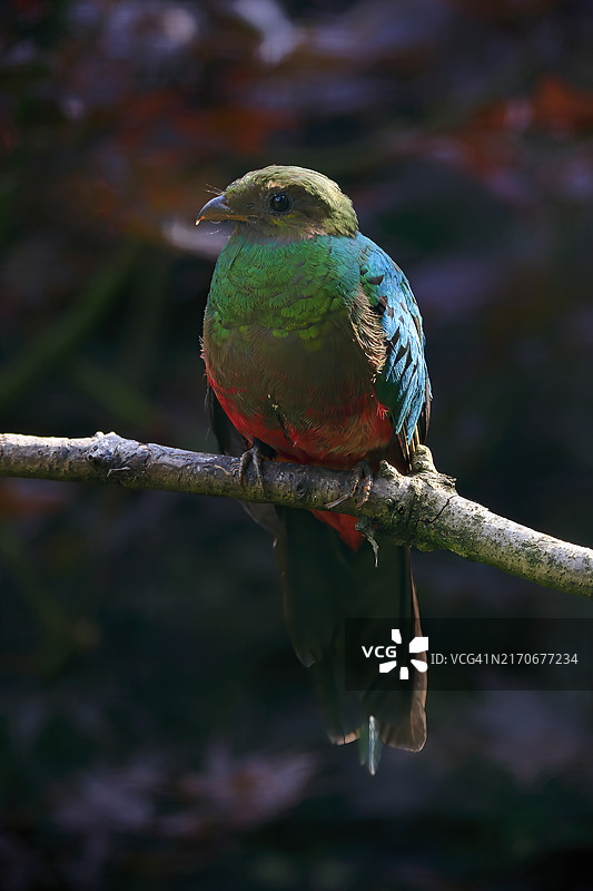 金头绿咬鹃（成年个体）在树上（圈养），南美洲图片素材