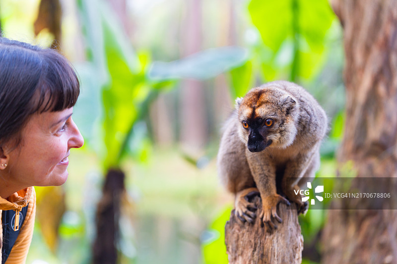 女人看马达加斯加棕狐猴图片素材