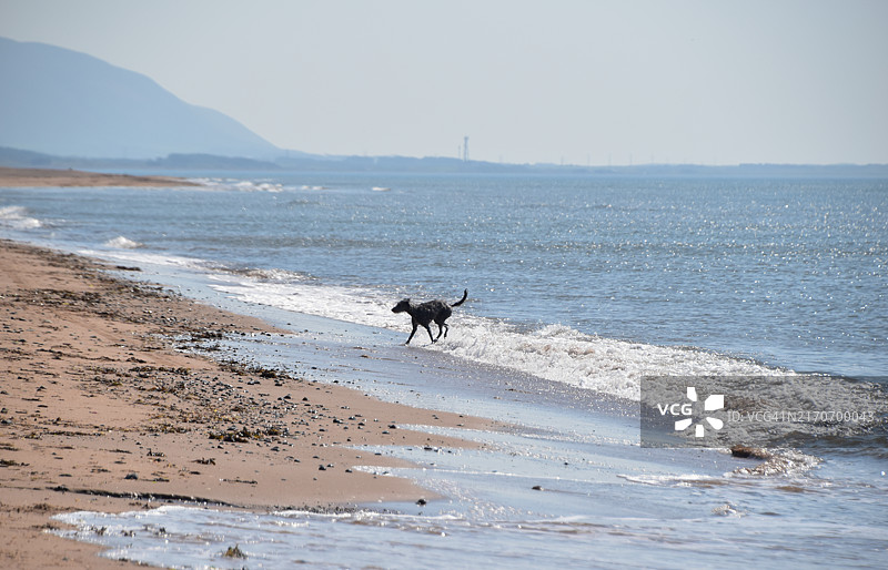 在潮汐中保持凉爽的狗图片素材