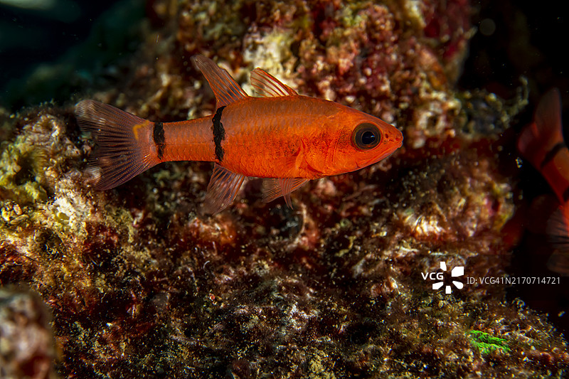 条纹天竺鲷图片素材