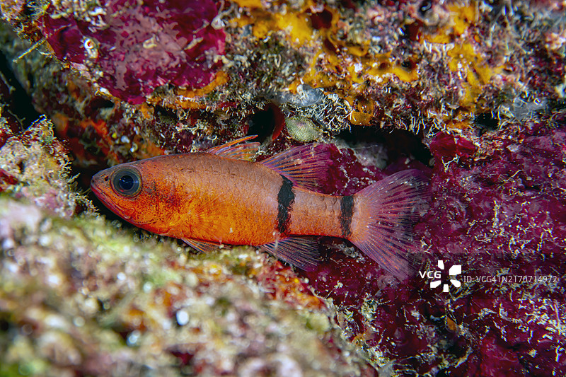 条纹天竺鲷图片素材