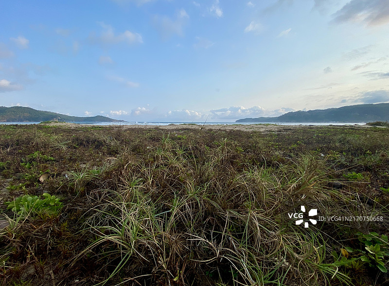 海滩上的草和绿色植物图片素材