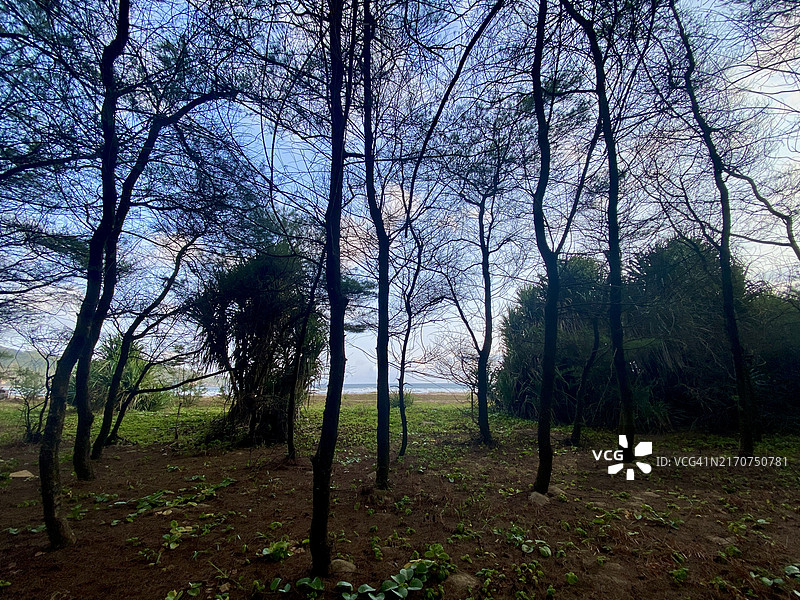 海滩上的树木和灌木图片素材