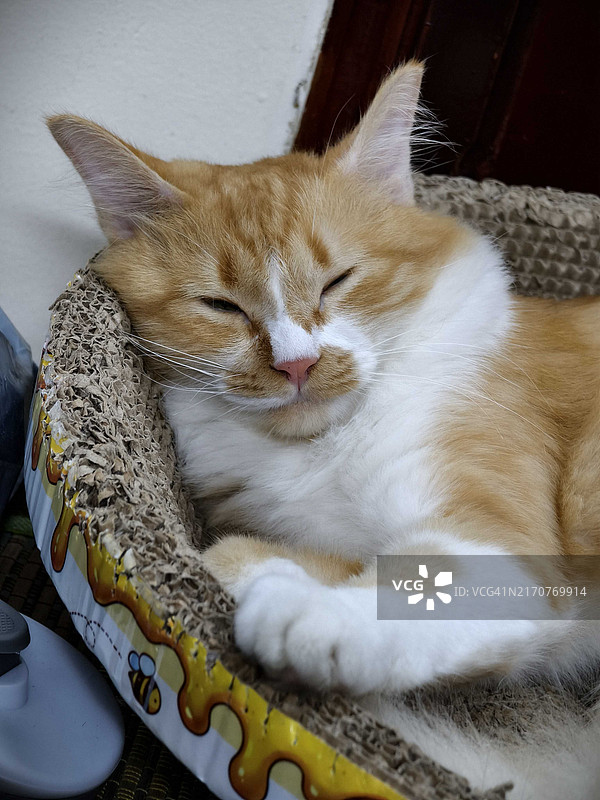 手机拍摄的打盹的猫的肖像图片素材