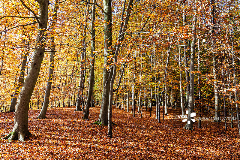 秋天的山毛榉森林图片素材