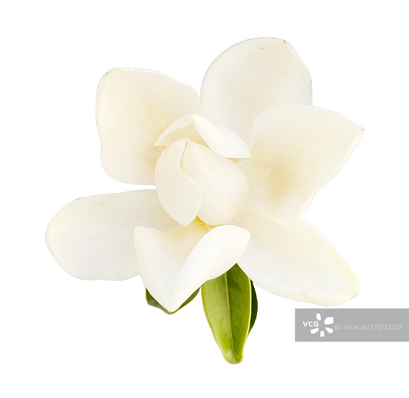 白色背景下的南方木兰花图片素材