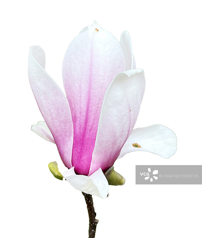 白玉兰图片素材