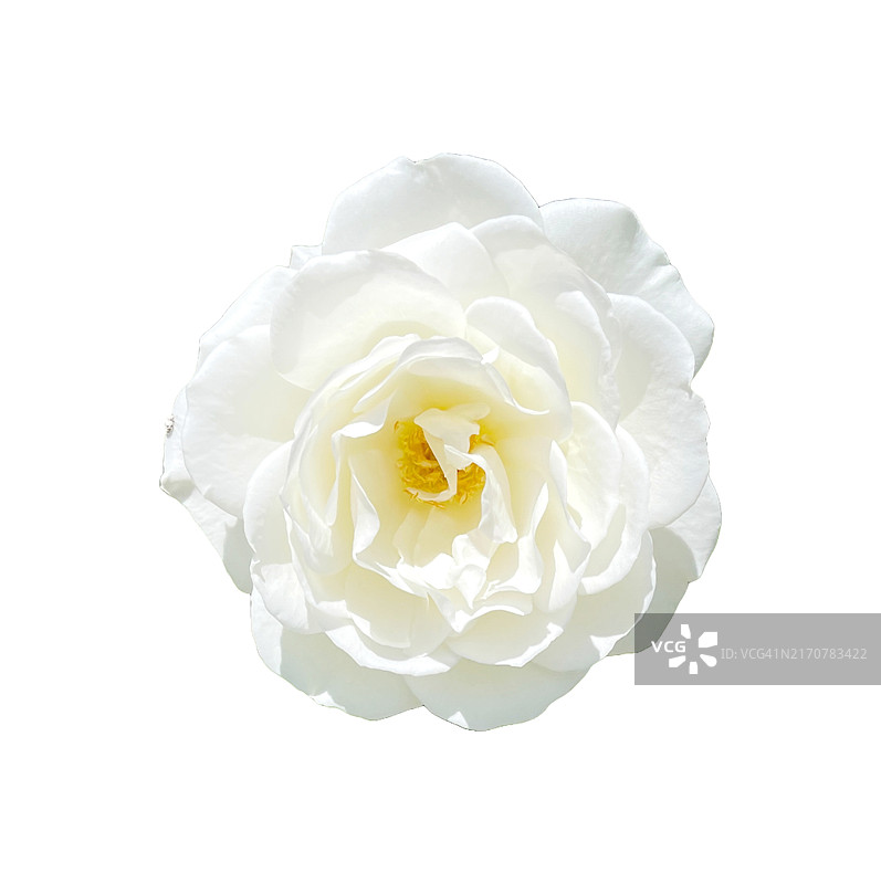 白色背景下的白玫瑰图片素材