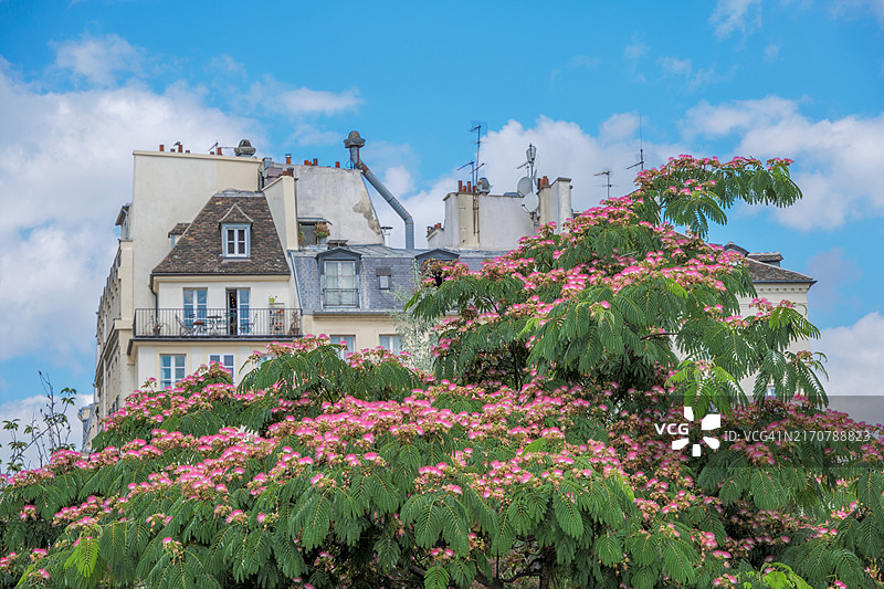 城市树木图片素材