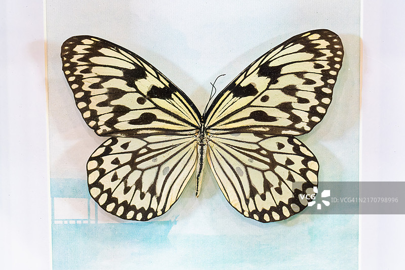 蝴蝶标本图片素材