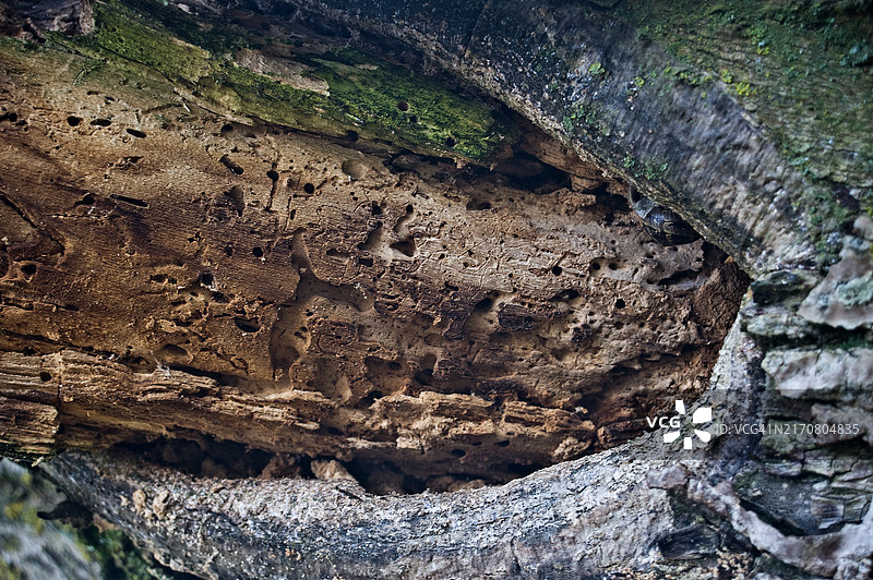 生病的树枝图片素材