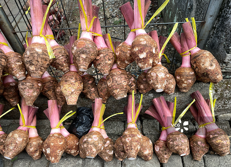 芋头（Bogor芋头）图片素材