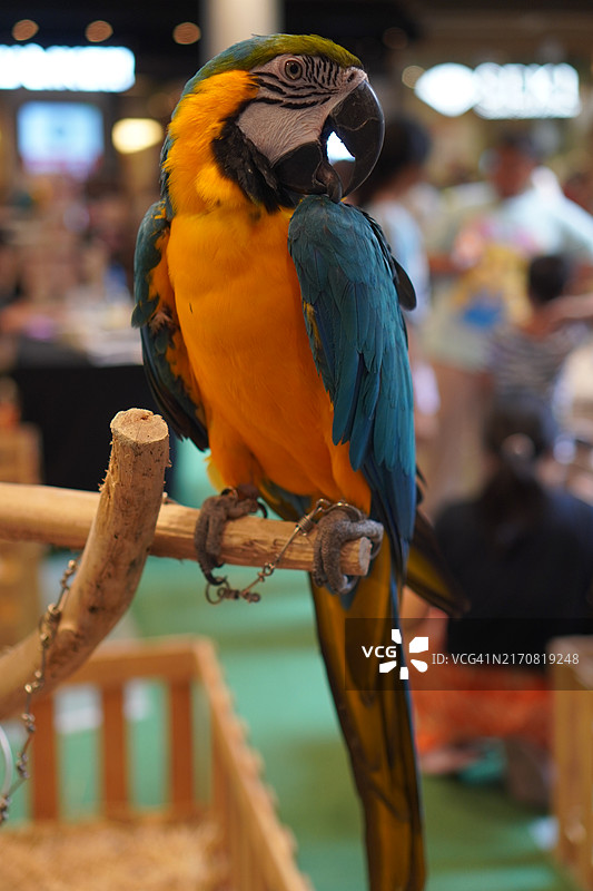 栖息在铁架上的彩色金刚鹦鹉图片素材