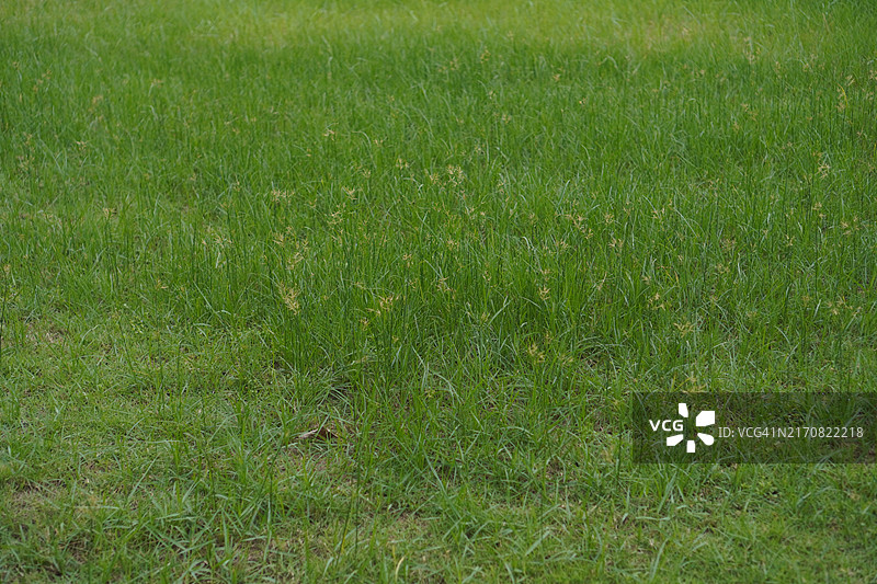 绿色草坪自然公园背景图片素材