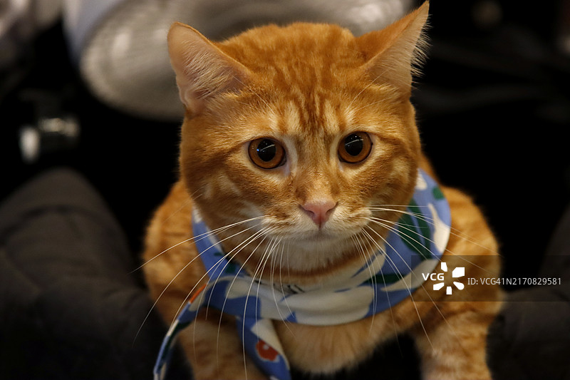 猫咪户外休闲图片素材