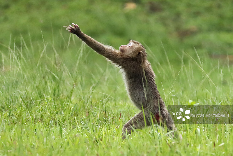 食蟹猕猴雨后追逐飞蛾觅食图片素材