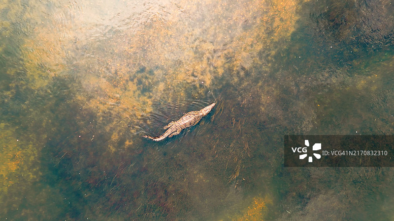 潜伏在卡富埃河水域的尼罗鳄图片素材