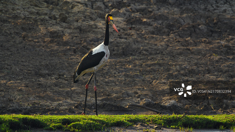 卡富埃河畔雄伟的鞍嘴鹳图片素材