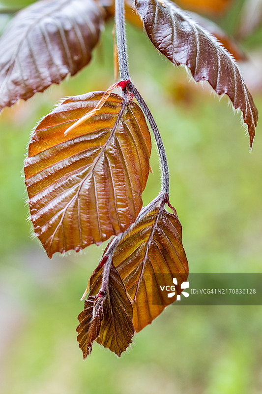 铜山毛榉树叶的特写图片素材