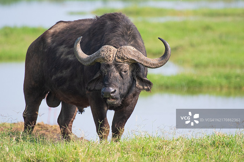 肯尼亚纳库鲁的非洲水牛图片素材