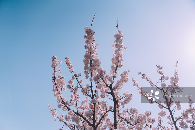 蓝天下，樱花盛开，粉色花朵环绕道路如同隧道，充满春天气息图片素材