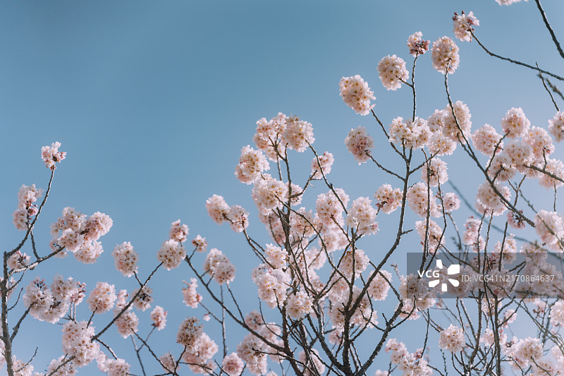 蓝天下，樱花盛开，粉色花朵环绕道路如同隧道，充满春天气息图片素材