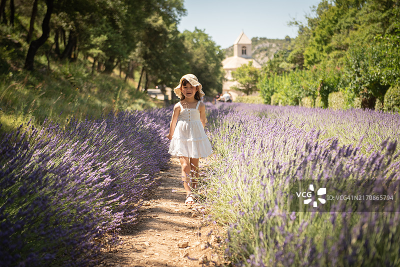 穿着白色连衣裙，戴着草帽的女孩走过薰衣草田图片素材