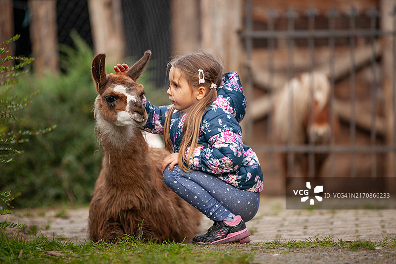 小女孩抚摸着一位休息的羊驼图片素材