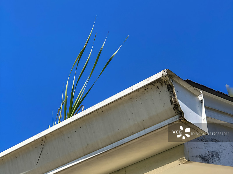 水槽中生长的草图片素材