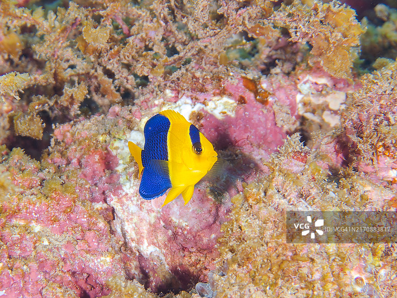 可爱的双色刺蝶鱼（Centropyge bicolor）及其他鱼类图片素材