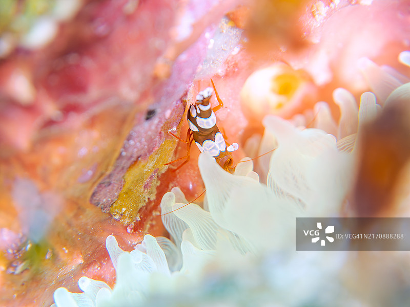 一只美丽的半透明性感虾，鼓虾(Thor amboinensis)。日本静冈县伊豆半岛南伊豆町中木平滨海滩 - 2024年8月图片素材