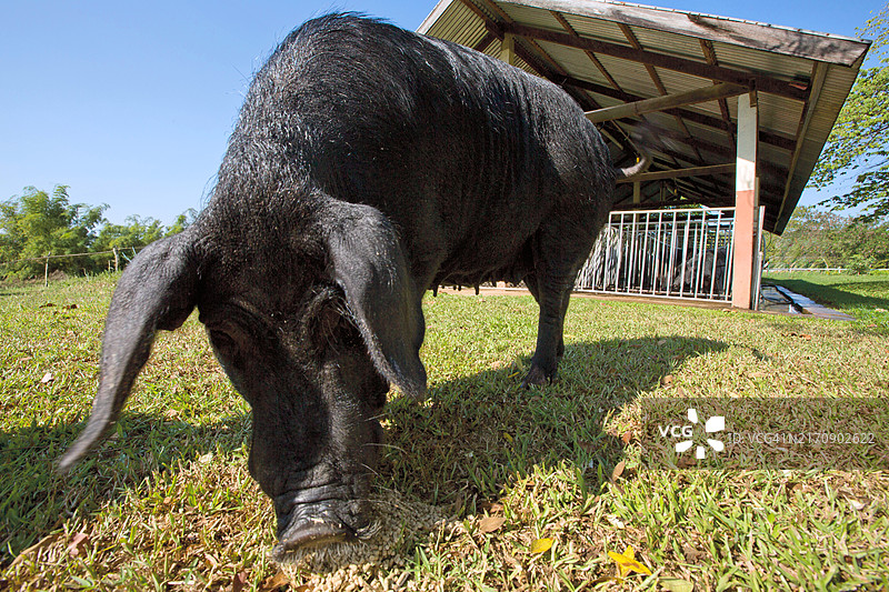 乡村农场里漫步的黑猪，展示可持续农业技术图片素材