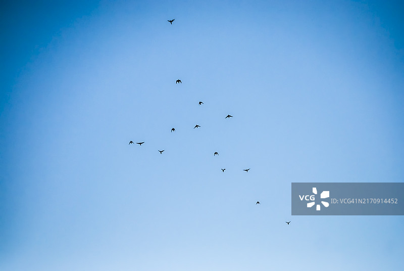 蓝天中的一群鸟图片素材