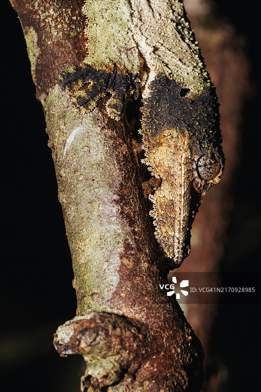 马达加斯加夜间壁虎伪装图片素材