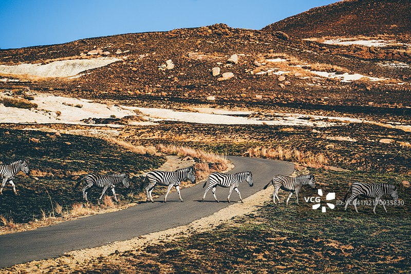 斑马过马路图片素材