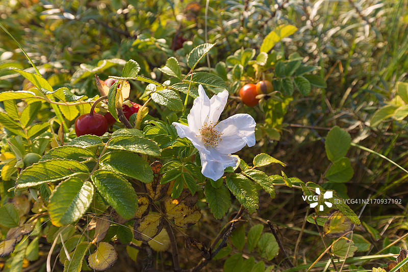 特塞尔岛沙丘上的皱叶玫瑰图片素材