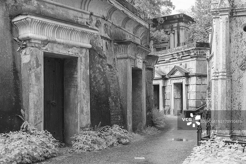 伦敦海格特公墓黎巴嫩圈的红外图像图片素材