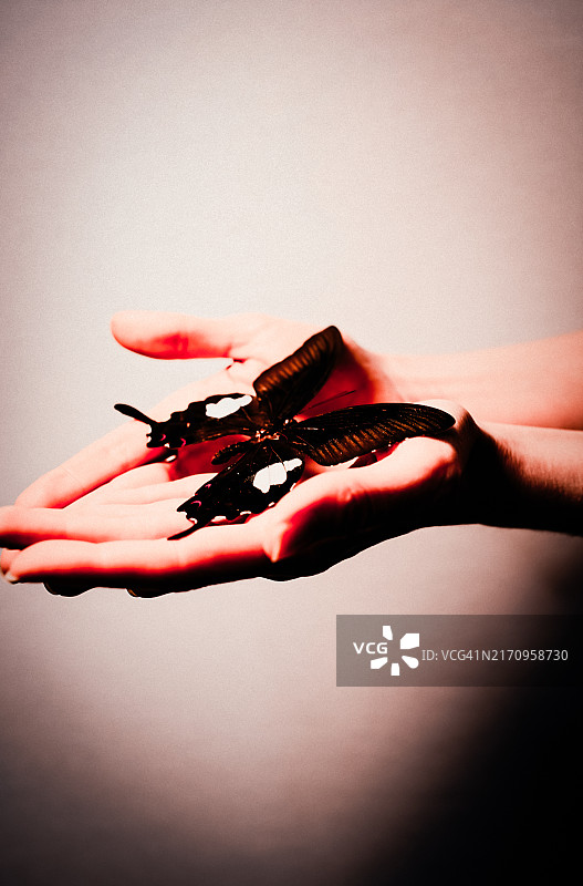 蝴蝶之梦图片素材