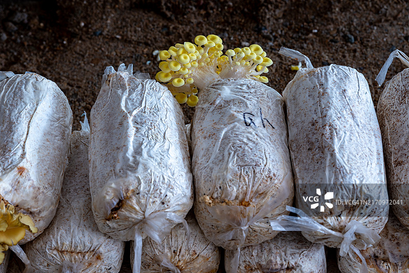 栽培黄色蘑菇图片素材