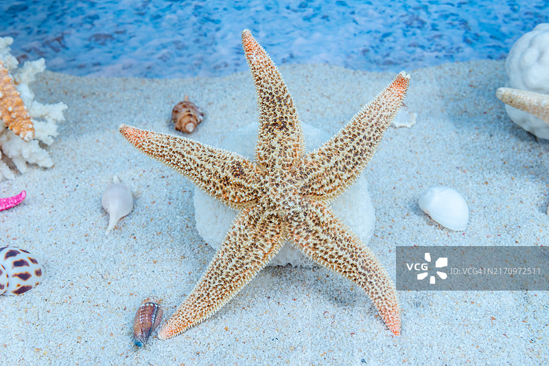 海星图片素材